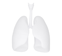 Lung